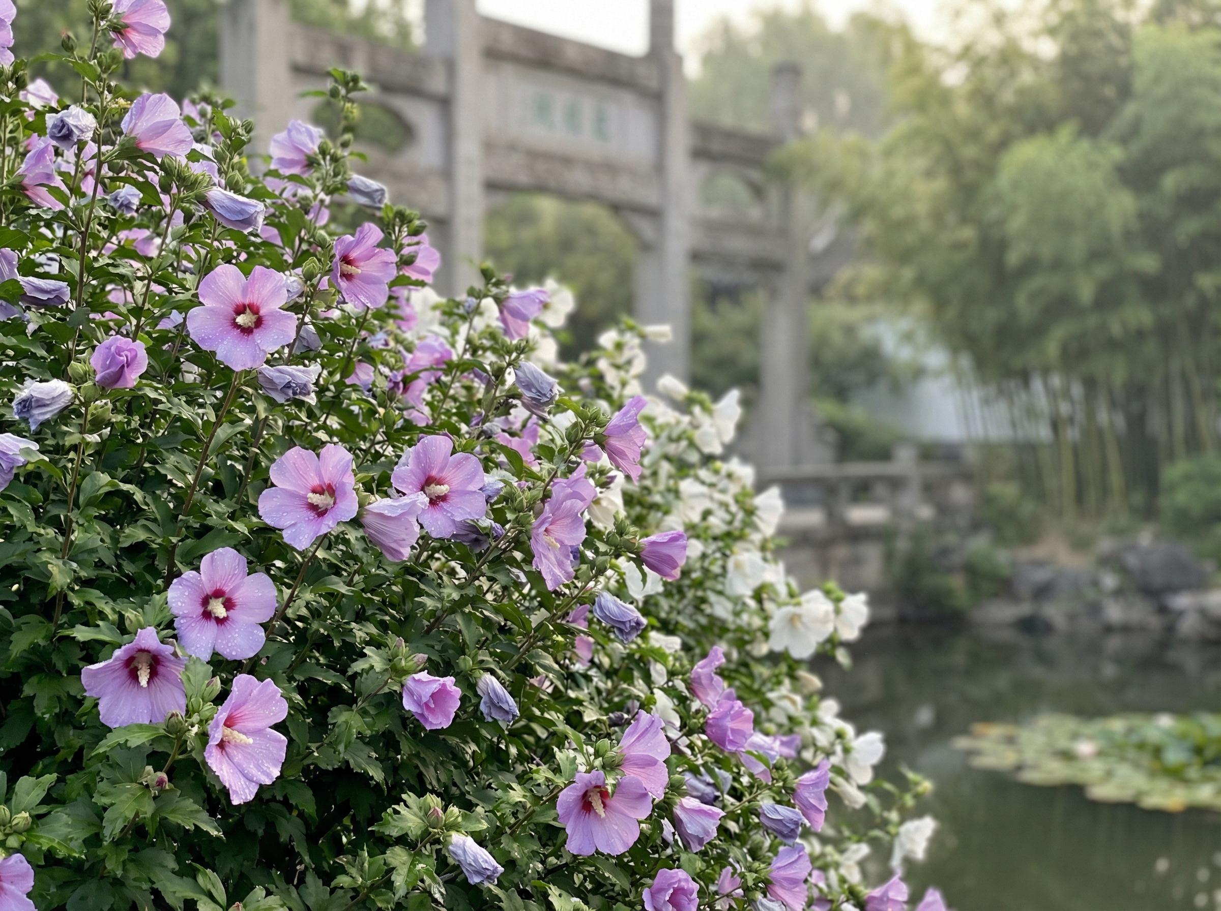寸止挑战寸止挑战花卉：木槿花开四季视频记录